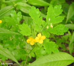 Chelidonium asiaticum