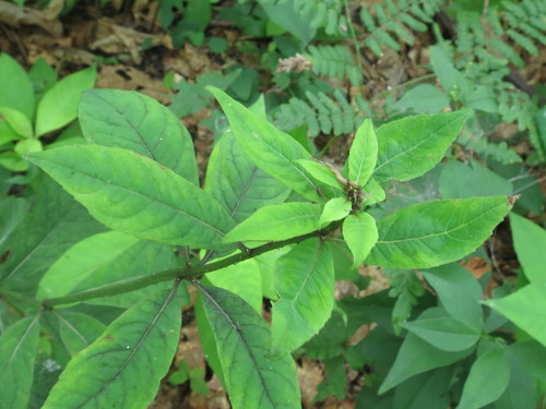 Image of Adenophora pereskiifolia by (c) Repina Tatyana, some rights reserved (CC BY)
