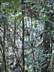 Dendrolagus lumholtzi