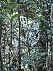 Dendrolagus lumholtzi