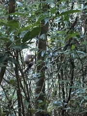 Dendrolagus lumholtzi