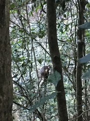 Dendrolagus lumholtzi