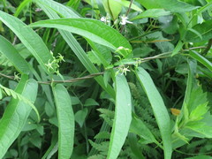 Vincetoxicum volubile