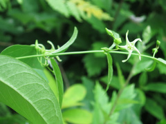 Vincetoxicum volubile