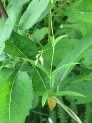 Vincetoxicum volubile