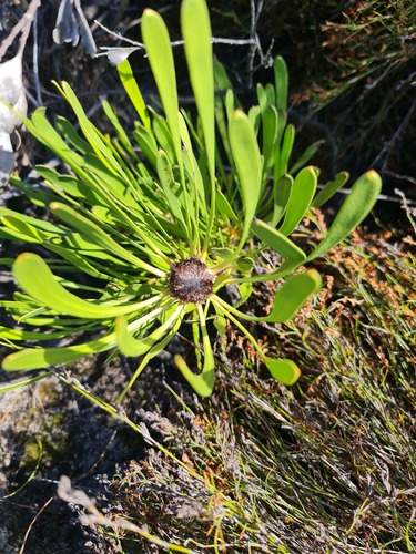 clustered coneflower (Isopogon polycephalus)
