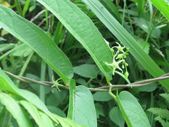 Vincetoxicum volubile