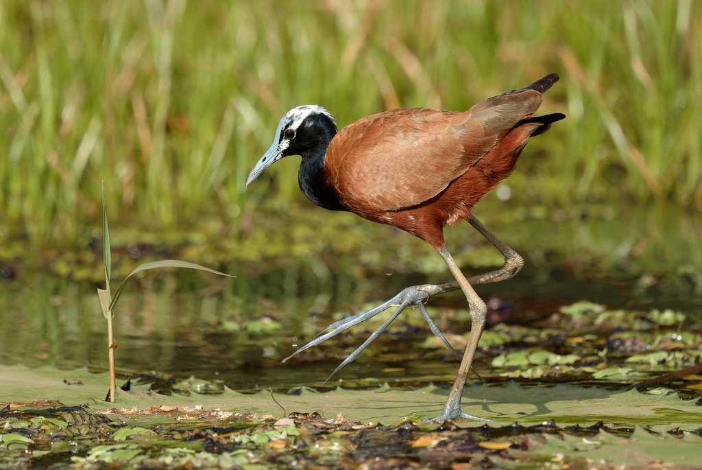 Madagascar Jacana