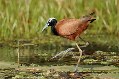 Madagascar Jacana photo 1