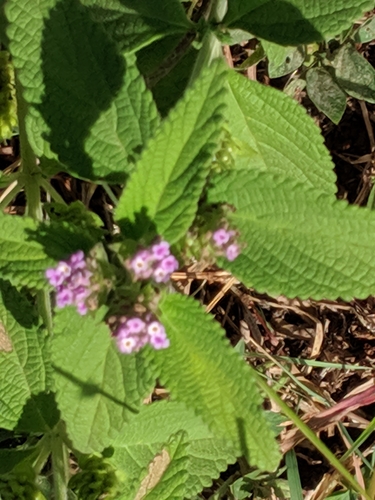 Lantana montevidensis image