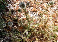 Echinops spinosissimus