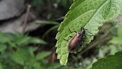 Coleoptera