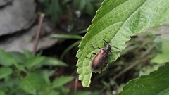 Coleoptera