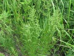 Artemisia manshurica