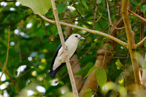 White-headed Vanga (Artamella viridis)