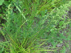 Artemisia manshurica