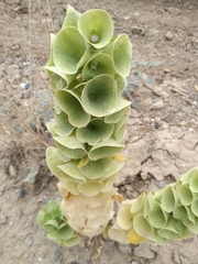 Moluccella laevis