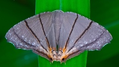 Orudiza protheclaria