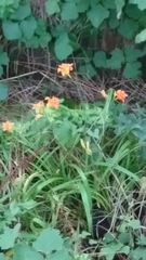 Hemerocallis fulva