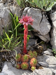 Sempervivum dolomiticum