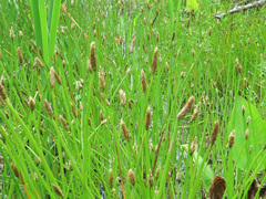 Eleocharis ussuriensis