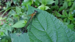 Anisopleura lestoides