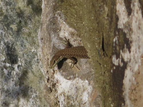Kura River Lizard, Darevskia portschinskii