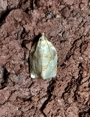 Adoxophyes negundana