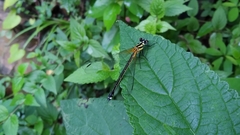 Anisopleura lestoides