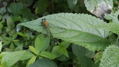 Anisopleura lestoides