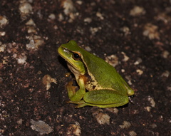 Ranoidea nudidigita