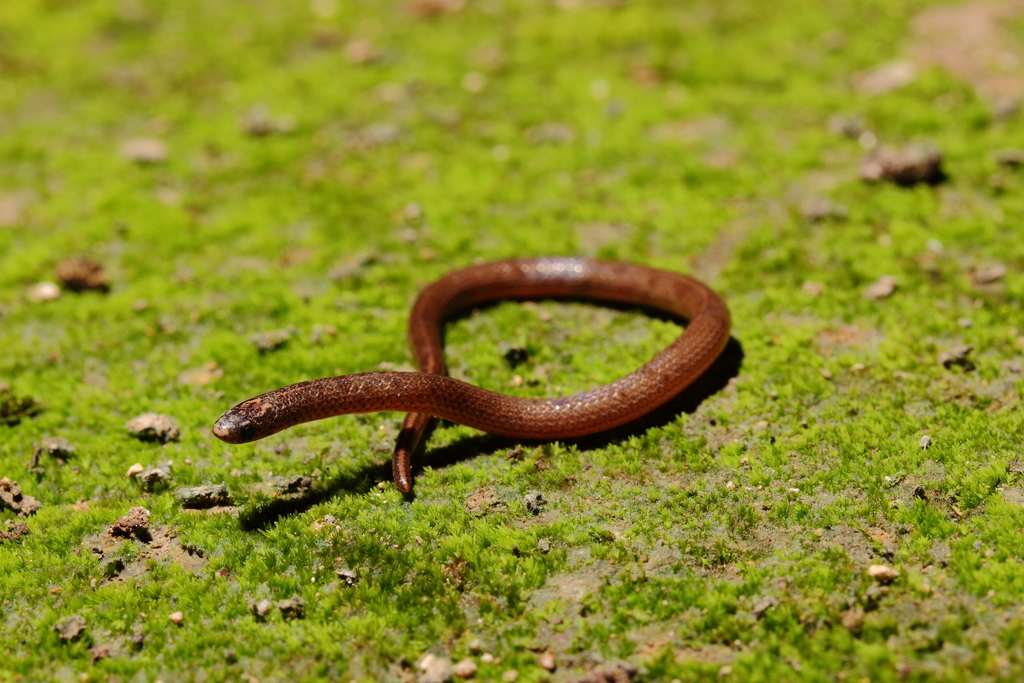 Yucatecan Dwarf Short-Tail Snake