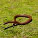 Yucatecan Dwarf Short-tail Snake - Photo (c) Iván Castellanos, some rights reserved (CC BY-NC), uploaded by Iván Castellanos
