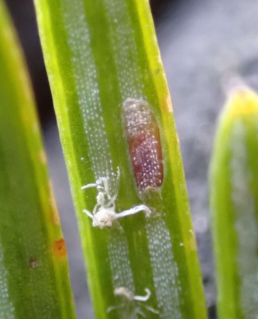 Elongate hemlock scale