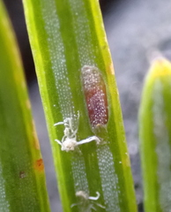 Elongate hemlock scale