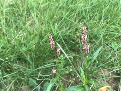Persicaria maculosa