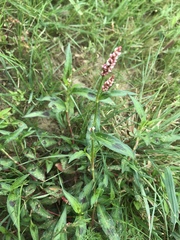 Persicaria maculosa