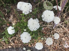 Daucus carota