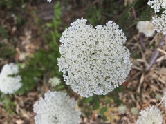Daucus carota