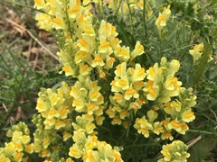 Linaria vulgaris