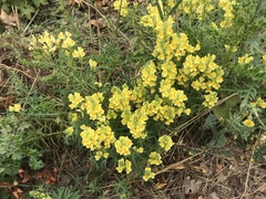 Linaria vulgaris