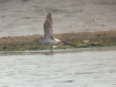 Tringa guttifer