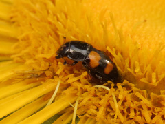 Glischrochilus grandis