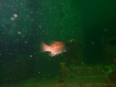 Tautogolabrus adspersus