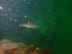 Tautogolabrus adspersus