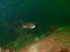 Tautogolabrus adspersus