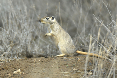 Great Gerbil photo 5