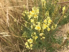 Linaria vulgaris