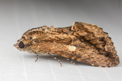 Odontodes