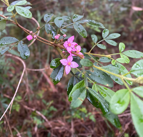 Image of Boronia umbellata by (c) Jeremy Jones, some rights reserved (CC BY)